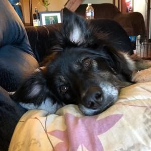 Meet your Posher, Shelley